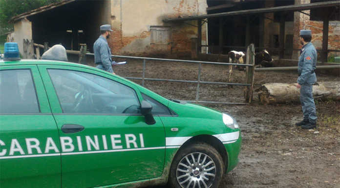 Milano. Sequestrata mandria di mucche, proprietario indagato per abbandono