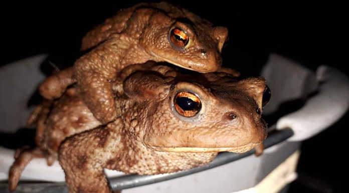 Niente pioggia e i rospi del Moregallo “saltano” la migrazione