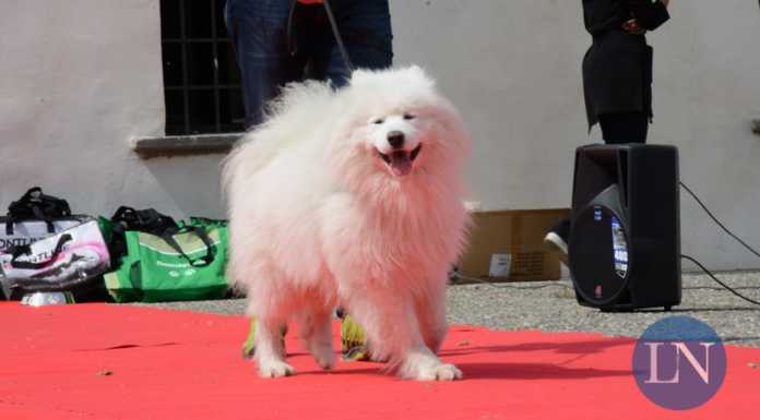 Calolzio. La carica dei (quasi) cento al Dog Show con la Brambilla