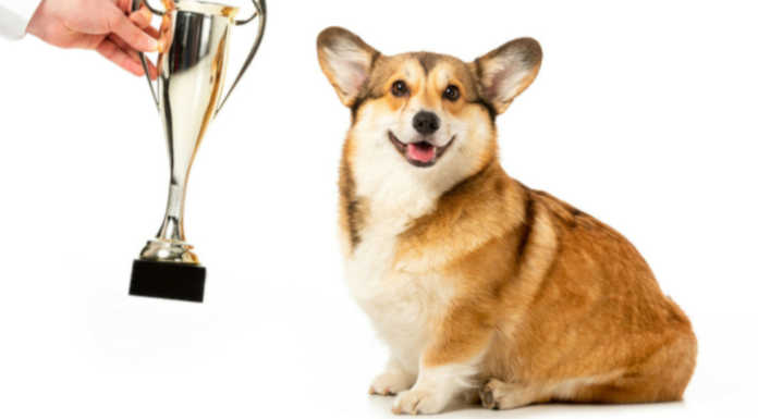 Calolziocorte, rimandato al 12 il dog show della Lega animali