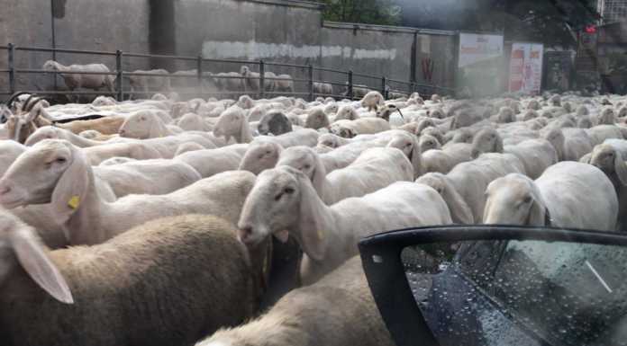 Lecco. Lo spettacolo della transumanza fa il pieno di “Like”