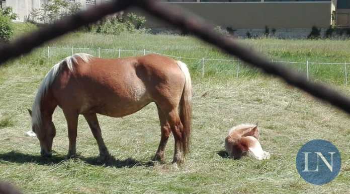 Lecco. Cavalli ‘al pascolo’ in corso Carlo Alberto