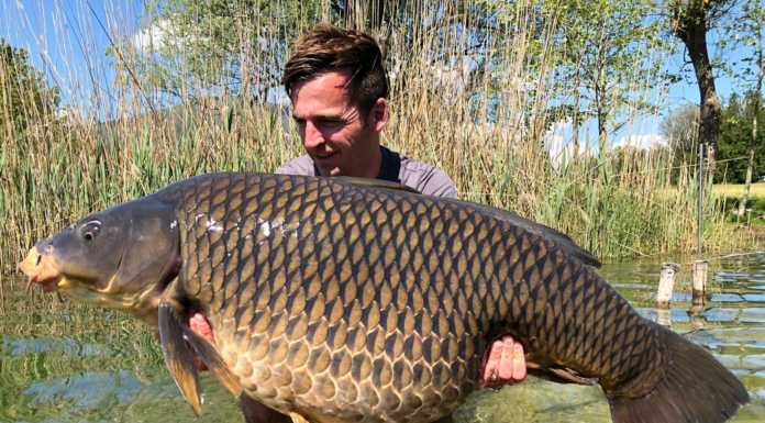 Una carpa da 31 kg. Cattura da record nel lago di Pusiano