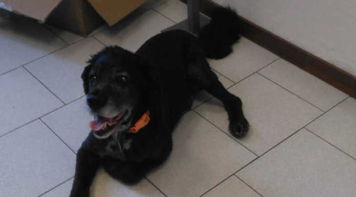 Santa Maria Hoè, appello per Bobo, cane vagante in zona cimitero