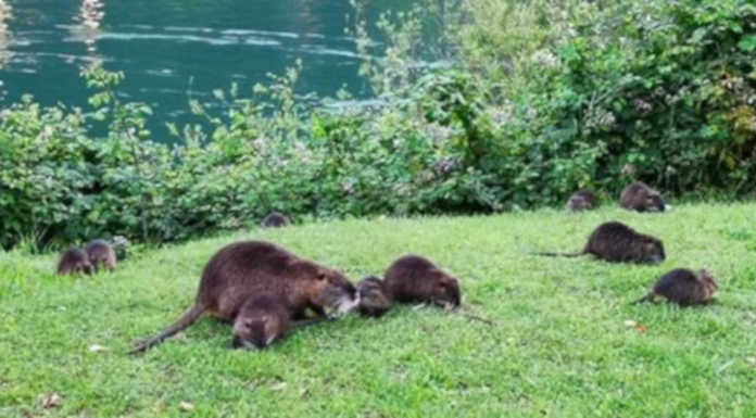 Nutrie, la Provincia convoca i Comuni. “Aspettavamo da due mesi”
