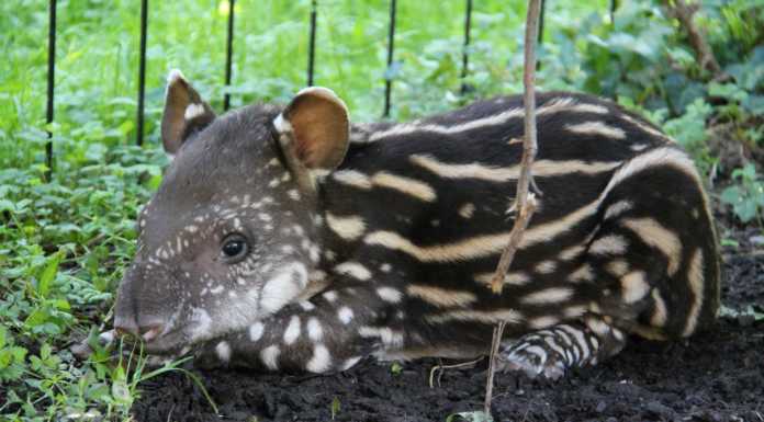 Fiocco rosa al Parco delle Cornelle: è nata Lodi, piccola “tapira”