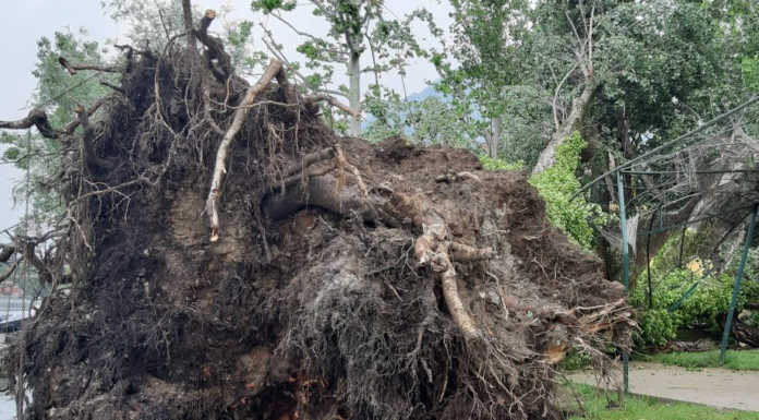 Maltempo. Cade un grande albero in piazza Era a Pescarenico
