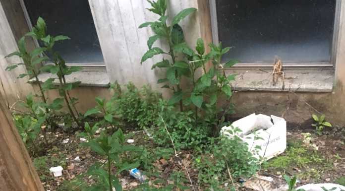 Germanedo. Minuzzo (Forza Italia): “Il Centro Sociale tra rifiuti e topi”