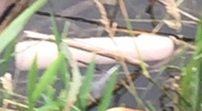 Sex toy in riva al lago a Pescate, per qualcuno è già iniziata la “calda” estate