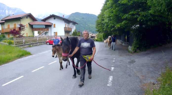 Non solo emergenze, il gruppo antincendio impegnato nella transumanza (VIDEO)