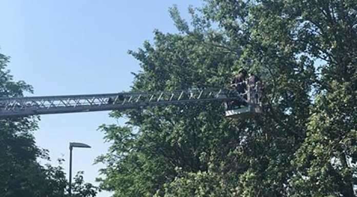 Rivabella, ramo pericolante. Intervengono i pompieri