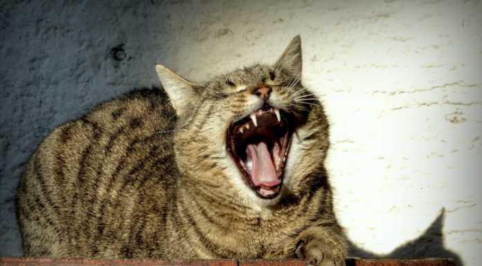 Psicologia e Vita. Dottore, soffro di stanchezza