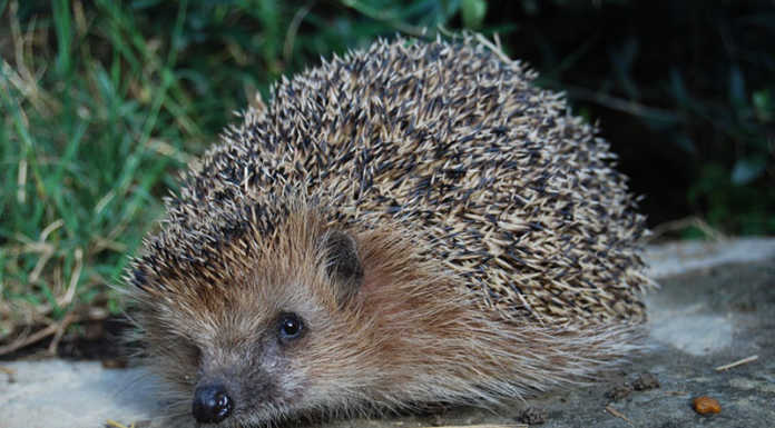 Riccio incastrato in un tubo, lo salvano i Vigili del Fuoco