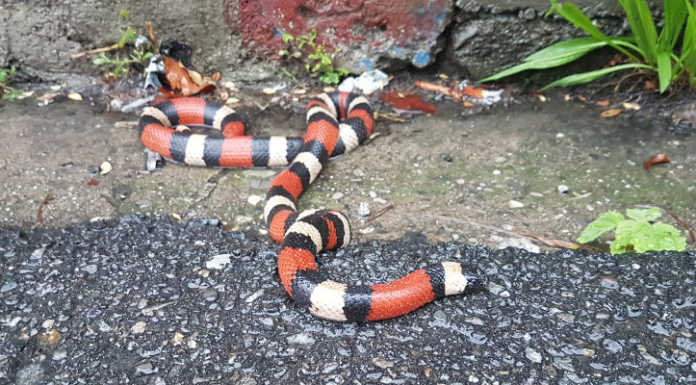 Serpente scappa dal terrario, panico a Dervio, ma non è velenoso