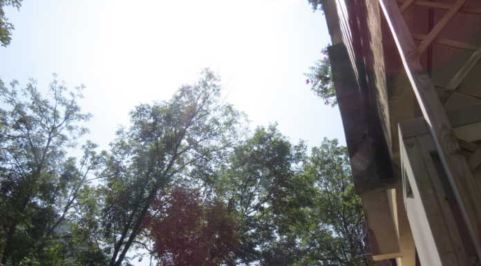 La protesta. “Ormai le piante mi entrano in casa, ma il Comune se ne infischia”