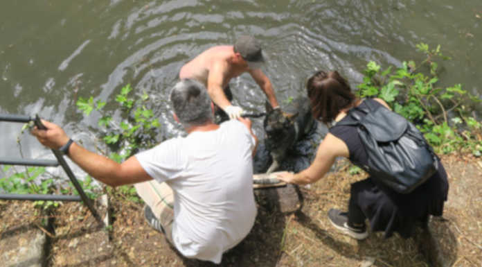 Paderno, cane finisce nel canale dell’Adda. Lo recuperano i volontari dello Stallazzo