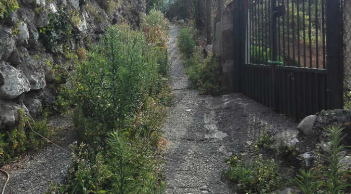 Rancio, benvenuti nella giungla di via Coltogno