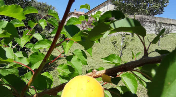 Monticello, sabato l’inaugurazione del frutteto didattico
