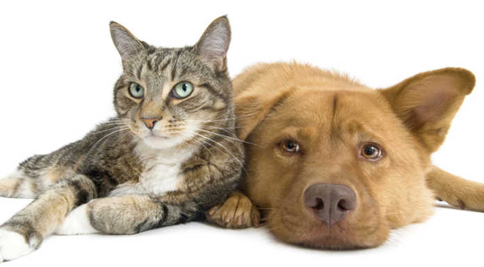 In vacanza all’estero con i propri animali. Ecco tutte le informazioni utili