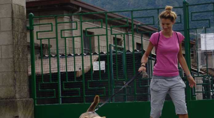 Il nuovo canile? Si deve ricominciare da zero, serve una nuova area