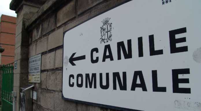 Maxi bolletta dell’acqua all’ex canile, l’Amministrazione: “Verifiche per rivalerci su Ats”