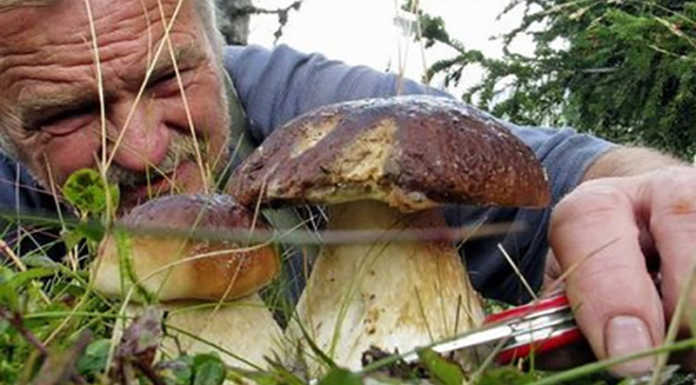 Funghi: ATS Brianza offre ai raccoglitori un servizio di controllo