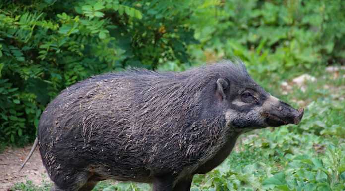 Lecco e Como: nel 2018 sono stati 250 gli incidenti causati da cinghiali e selvatici