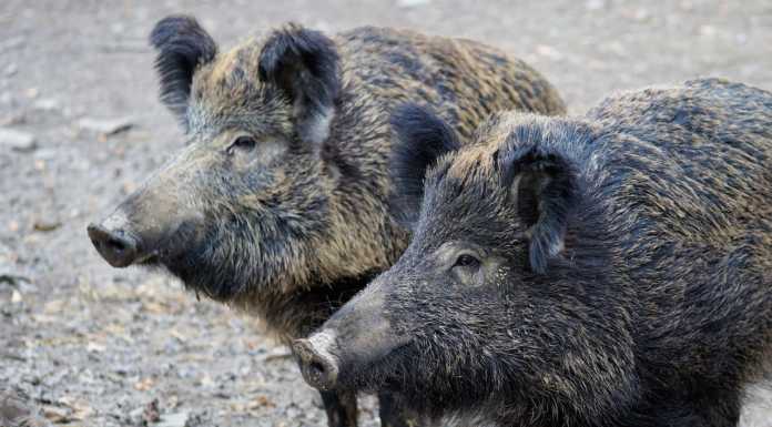 Cinghiali, il caso arriva in Prefettura. Si valuta di allungare il periodo di caccia
