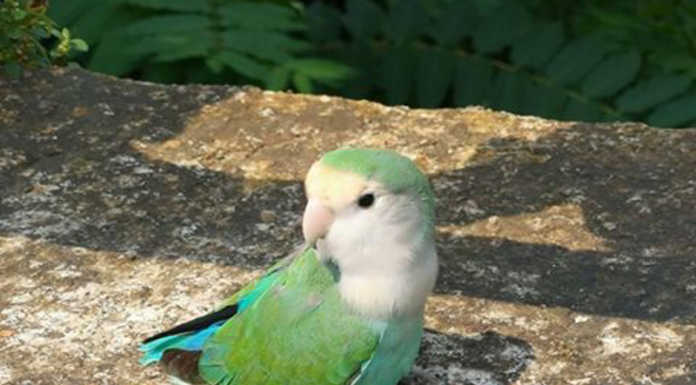 Pappagallino ‘a spasso’ vicino la Canottieri, qualcuno lo riconosce?