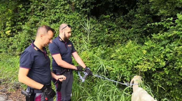 Pecora a spasso sulla statale, ‘fermata’ dalla Polizia Stradale