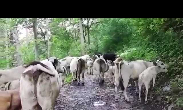 Conclusa la transumanza, il gruppo antincendio… dalle stelle alle stalle!