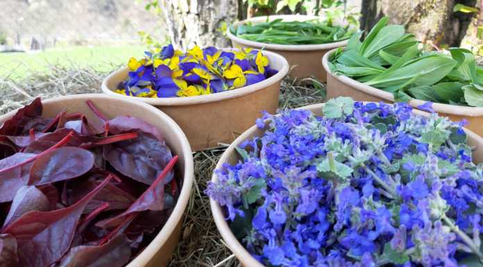 Res Naturae un mondo di piante e fiori tutto da mangiare