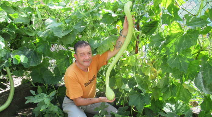 Zucchine da record, Danilo Secomandi “coltiva” la passione di papà Alfredo