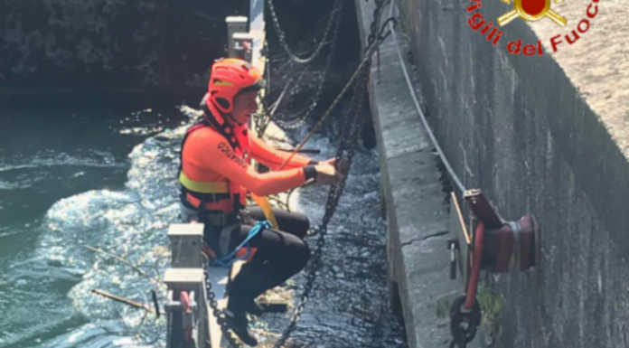 Paderno, cigno intrappolato nelle chiuse dell’Adda: lo salvano i Vigili del Fuoco