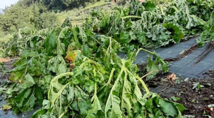 Il maltempo mette in ginocchio anche agricoltori e allevatori