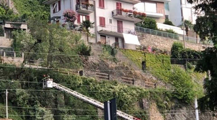Bellano. Ramo pericolante lungo la via per Taceno: VVF al lavoro