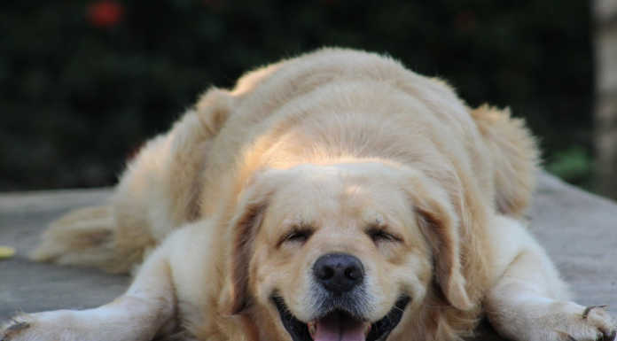 Valmadrera, cane ‘sfinito’ sul sentiero, arrivano i Vigili del Fuoco