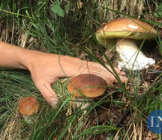 L’Italia nel bicchiere. Funghi porcini e vino: i migliori abbinamenti funghi porcini