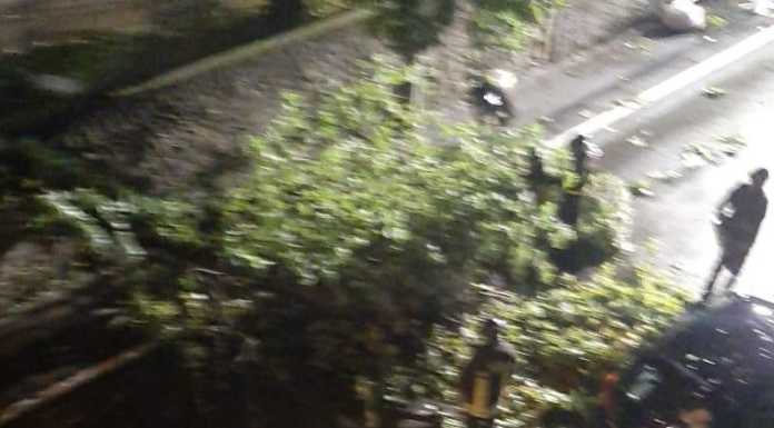 Il temporale colpisce duro nell’oggionese, alberi abbattuti dal vento