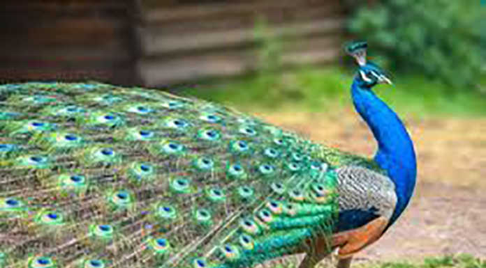 Bosisio. Un pavone in strada tra le auto, recuperato dai pompieri
