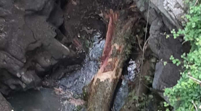 Bellano, platano crollato nell’Orrido, si lavora per la rimozione