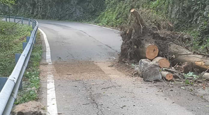 Torre de’ Busi, cadono sassi e una pianta sulla strada per Sogno
