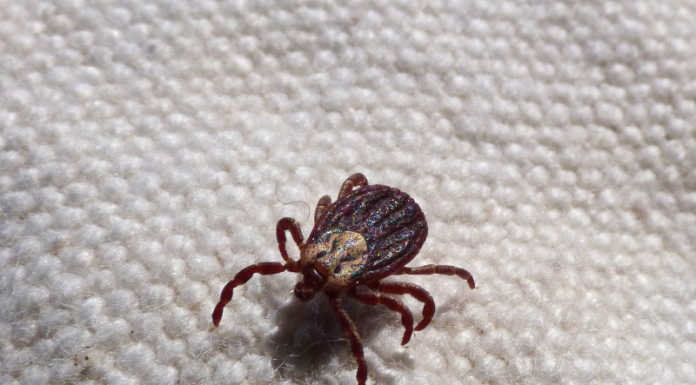 Zecche, i consigli di Ats Brianza per evitare il problema