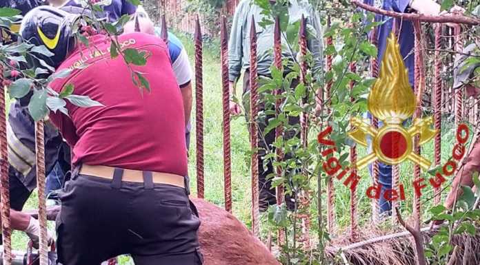 Taceno. Cervo rimane incastrato in una recinzione, lo salvano i pompieri