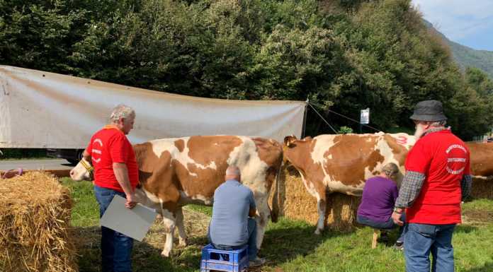 Si è concluso il weekend delle Manifestazioni Zootecniche Valsassinesi Manifestazioni Zootecniche Valsassinesi