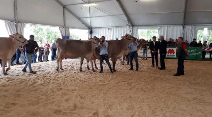 A Pasturo tornano le Manifestazioni Zootecniche Valsassinesi Manifestazioni Zootecnic he Valsassinesi