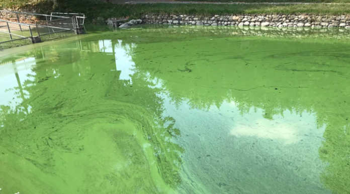 Merate, lago di Sartirana verde a causa delle alghe: “Presto uno studio per il rilancio”