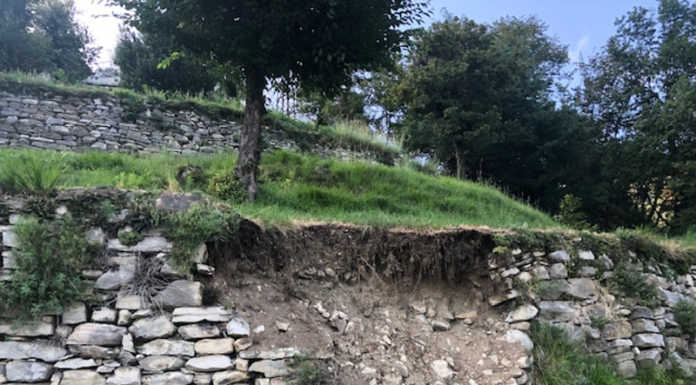 Moltrasio, gli animali selvatici devastano gli storici muretti a secco