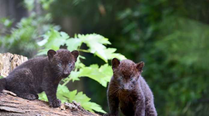 Alle Cornelle nate due “panterine”, un contest per decidere i loro nomi