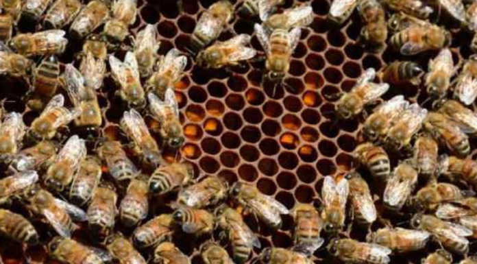 Coldiretti Como-Lecco: “Per il miele annata disastrosa, produzione decimata”